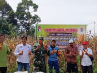 Panen Raya Jagung, Bukti Nyata Program Ketahanan Pangan Desa Suka Pindah Berhasil