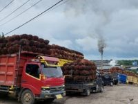 Ini 2 Pabrik CPO di Mukomuko Masih Buka Sampai 19 Maret 2026