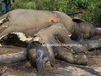 Tragedi Di Bentang Seblat: Induk dan Anak Gajah Mati Membusuk, Dugaan Kuat Akibat Ekspansi Sawit Ilegal