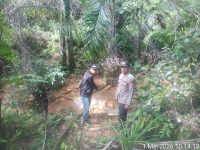 Harimau Sumatera Mati Misterius di Mukomuko, Polisi Lakukan Penyelidikan Mendalam