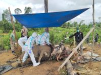 Polres Mukomuko Selidiki Penyebab Kematian Dua Gajah dan Harimau Sumatera, Kapolres: Kalau Ada Unsur Pidana Akan Ditindak