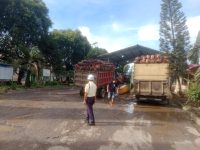 Harga TBS Turun, PT Sapta Sentosa Jaya Abadi Tetap Terima Buah Petani Tanpa Pembatasan