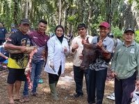 Hewan Qurban di Desa Lubuk Sanai Membeludak Lagi, Bisa Hasilkan 3,7 Ton Daging